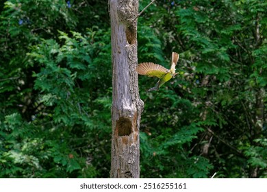 Great crested flycatcher (Myiarchus crinitus)  in the spring during nesting - Powered by Shutterstock