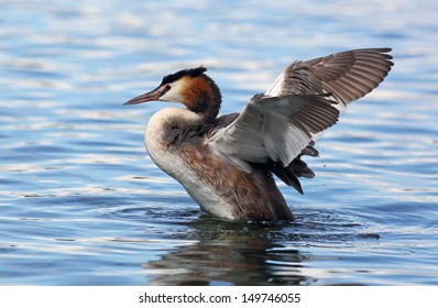 Great Crested Grebe