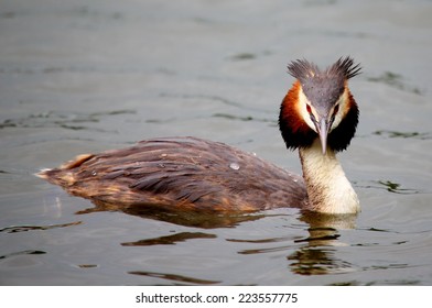 Great Crested Grebe