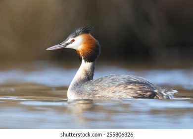 Great Crested Grebe 