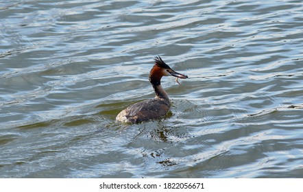 Great Crested Grebe Caught Small Fish