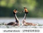 Great crested grebe courtship ritual