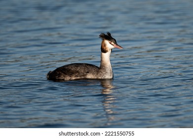 Great Crested Grebe Fishing On The Malthouse Broad, Norfolk Broads