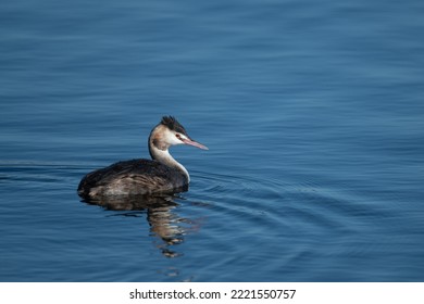 Great Crested Grebe Fishing On The Malthouse Broad, Norfolk Broads