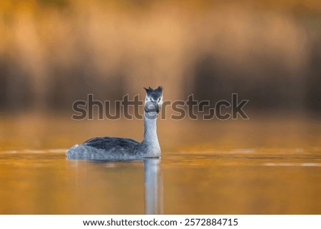 Similar – Image, Stock Photo Serene great crested grebe in a rain-kissed lake