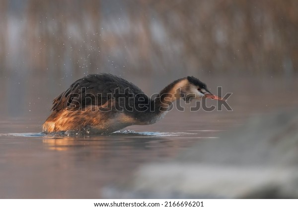 The great crested\
grebe is a member of the grebe family of water birds noted for its\
elaborate mating display.