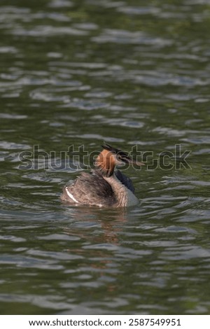 Image, Stock Photo Serene great crested grebe in a rain-kissed lake