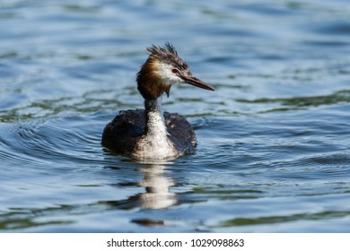 A Great Crested Grebe (podiceps Cristatus) Is Swimming On The Water Surface, Looking Interested And Still Wet From The Last Dive.