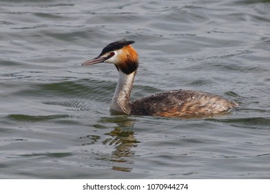 Great Crested Grebe (Podiceps Cristatus) - Pyrénées-Orientales, France