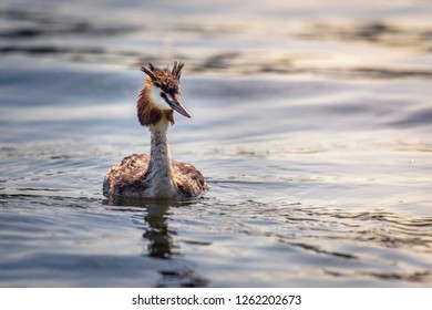 A Great Crested Grebe (podiceps Cristatus) Is Swimming On The Water Surface, Looking Interested And Still Wet From The Last Dive.