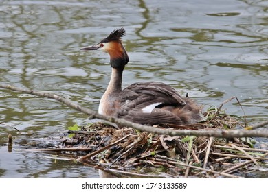 Great Crested Grebe (Podiceps Cristatus)