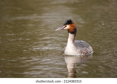 The great crested grebe (Podiceps cristatus) is a waterbird that feeds on small fish. Adult in breeding plumage while fishing for food on a pond in France. European wildlife