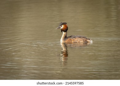 Great Crested Grebe (Podiceps Cristatus) Swimming In A Lake, Norfolk, UK.