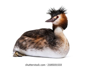 Great crested grebe, Podiceps cristatus, isolated on white - Shutterstock ID 2185031533