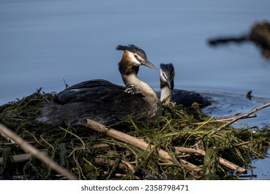 Great Crested Grebe, Podiceps cristatus, in it's nest with a small duckling. High quality photo