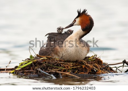 Great crested grebe, podiceps cristatus, mother feeding cubs on water in spring. Waterbird with black crest and red head nesting on boughs on river. Wild feathered animal with baby animals on back