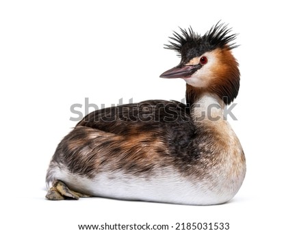 Great crested grebe, Podiceps cristatus, isolated on white