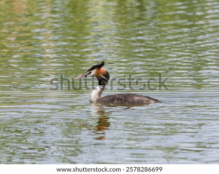Similar – Image, Stock Photo Serene great crested grebe in a rain-kissed lake