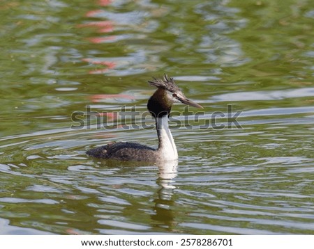 Similar – Image, Stock Photo Serene great crested grebe in a rain-kissed lake