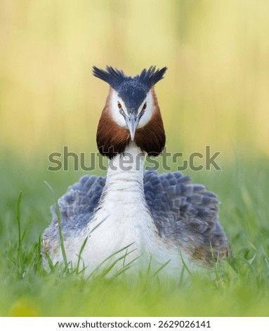 Great Crested Grebe in spring