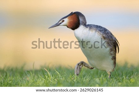 Great Crested Grebe in spring