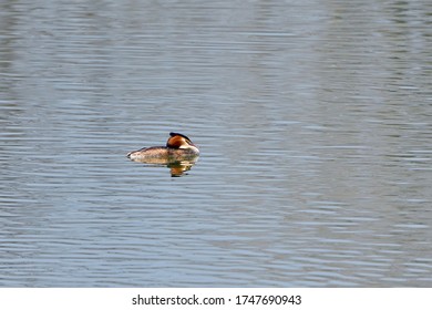 Great Crested Grebe (summer plumage) is relaxing leisurely - Shutterstock ID 1747690943