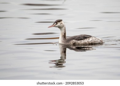 A Great Crested Grebe Swiming On A Wetlands Lake, Showing Its Winter Plumage.