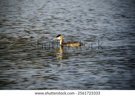 Similar – Image, Stock Photo Serene great crested grebe in a rain-kissed lake