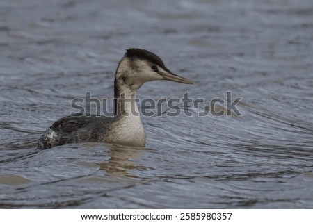 Similar – Image, Stock Photo Serene great crested grebe in a rain-kissed lake