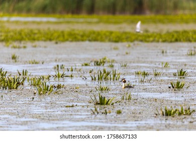 Great Crested Grebe Swimming In The Po