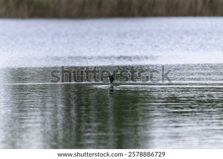 Similar – Image, Stock Photo Serene great crested grebe in a rain-kissed lake
