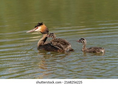 Great Crested Grebe, waterbird (Podiceps cristatus) with juvenile on his back. Great crested grebe with youngsters.                                                              
