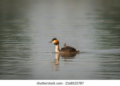 Great Crested Grebe, waterbird (Podiceps cristatus) with juvenile on his back. Great crested grebe with youngsters.                                                                                     