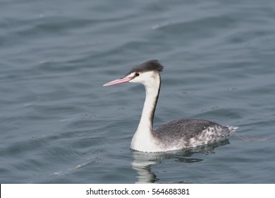 Great Crested Grebe(Podiceps Cristatus)