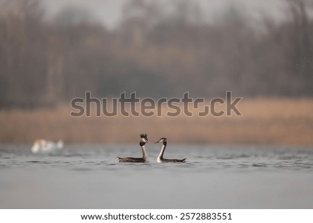 Similar – Image, Stock Photo Serene great crested grebe in a rain-kissed lake