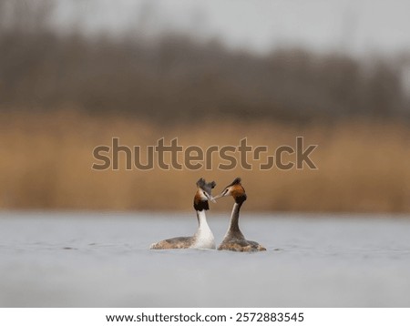Similar – Image, Stock Photo Serene great crested grebe in a rain-kissed lake