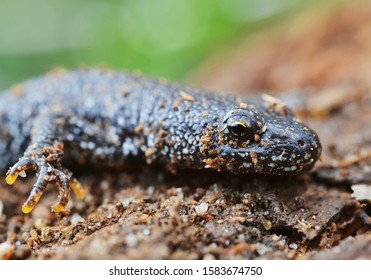 Great Crested Newt (Triturus Cristatus)