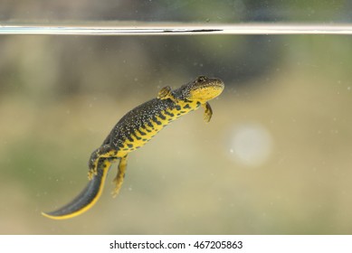 Great Crested Newt (Triturus Cristatus)