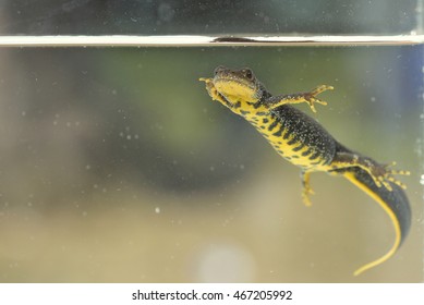 Great Crested Newt (Triturus Cristatus)