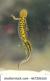 Great Crested Newt (Triturus Cristatus)