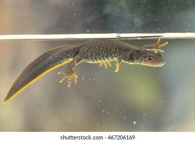 Great Crested Newt (Triturus Cristatus)