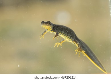 Great Crested Newt (Triturus Cristatus)