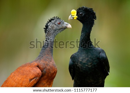 Great Curassow, Crax rubra, big black birds with yellow bill in the nature habitat, Costa Rica. Pair of birds, male and female. Wildlife scene from tropical forest. Detail portrait.