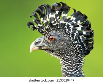 The great curassow (Crax rubra) is a large, pheasant-like bird from the Neotropical rainforests, its range extending from eastern Mexico, through Central America to western Colombia 