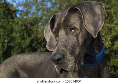 Great Dane