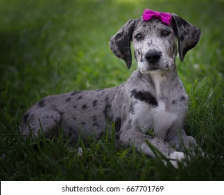 1,376 Great dane playing Images, Stock Photos & Vectors | Shutterstock