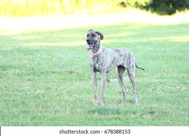 Great Dane