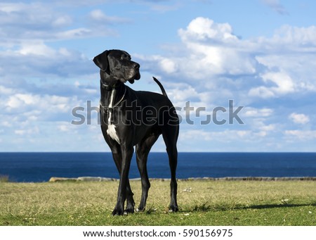 Great Dane by the sea 