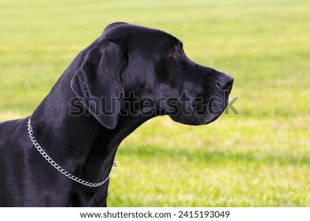 Great Dane (Canis lupus familiaris), Dog breed, animal portrait, Germany