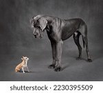 Great Dane and chihuahua dog looking to each other on a gray background